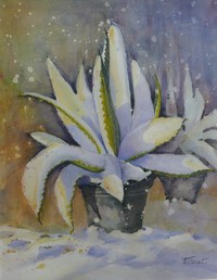 AGAVE IN WINTERTOOI